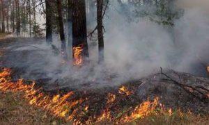 В заповеднике в Башкирии горит лес
