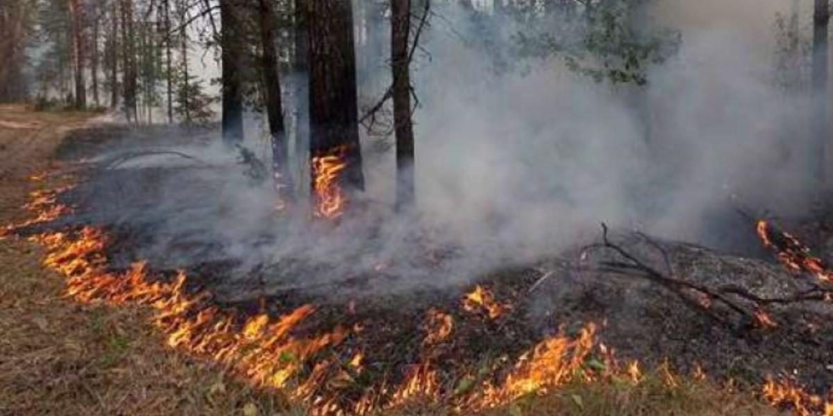 В заповеднике в Башкирии горит лес