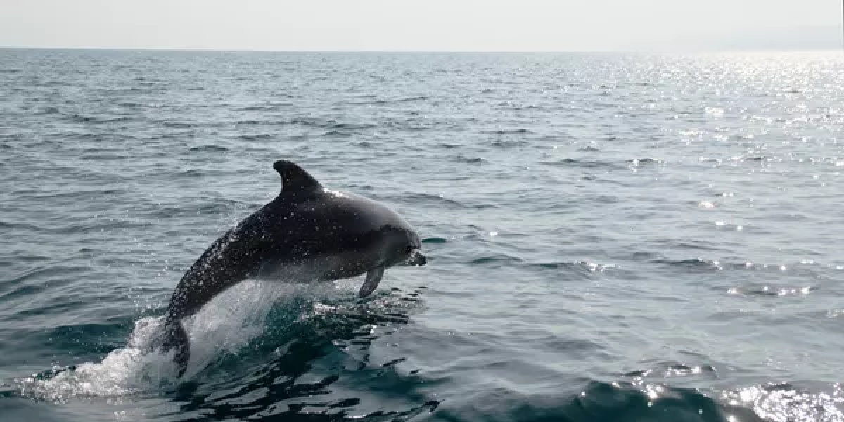 Автор 19Fortyfive Стилуэлл: РФ может использовать дельфинов против диверсантов