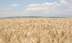 В МИД РФ оценили ситуацию с «зерновой сделкой»