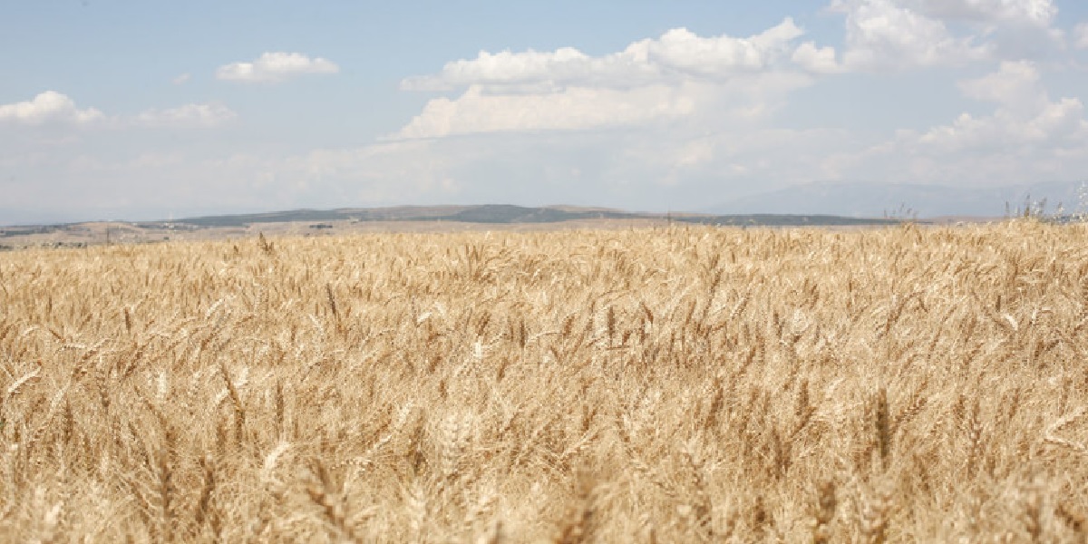 В МИД РФ оценили ситуацию с “зерновой сделкой”