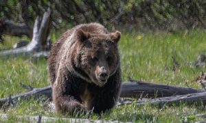 В Тульской области медведь поранил женщину и ребёнка