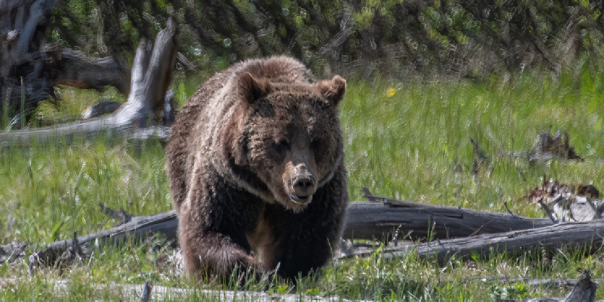 В Тульской области медведь поранил женщину и ребенка