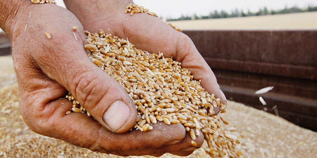 Польша предложила украинским олигархам продавать зерно на других площадках