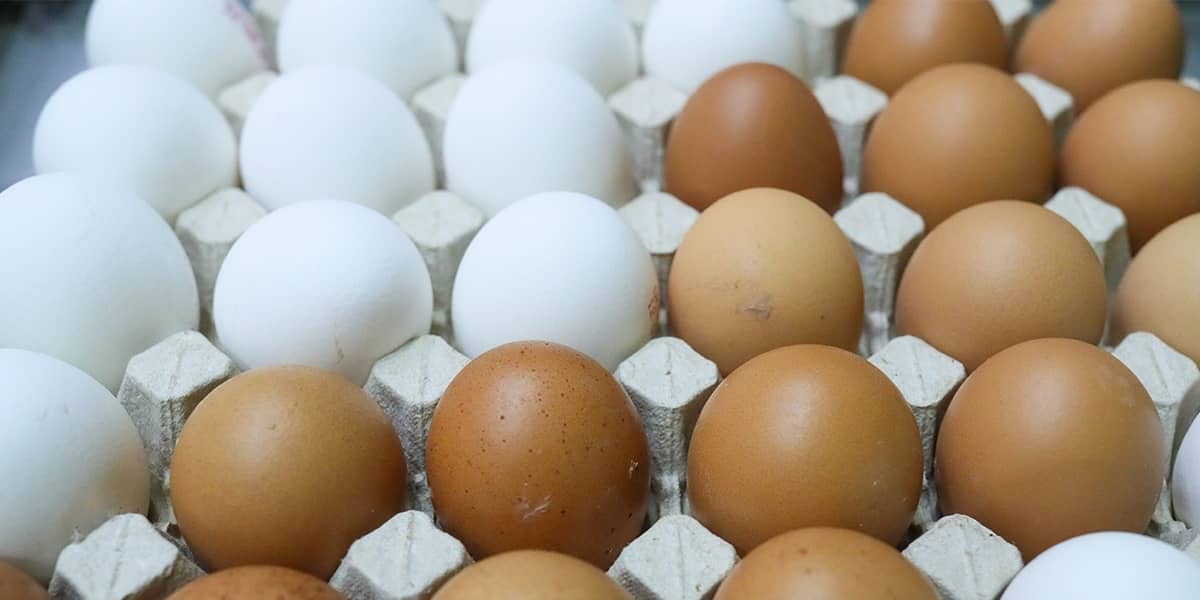 ФАС проанализирует ценообразование на яйца в России