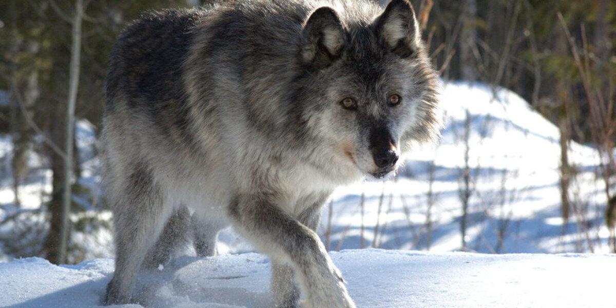 Житель Новгородской области пострадал от нападения голодного волка