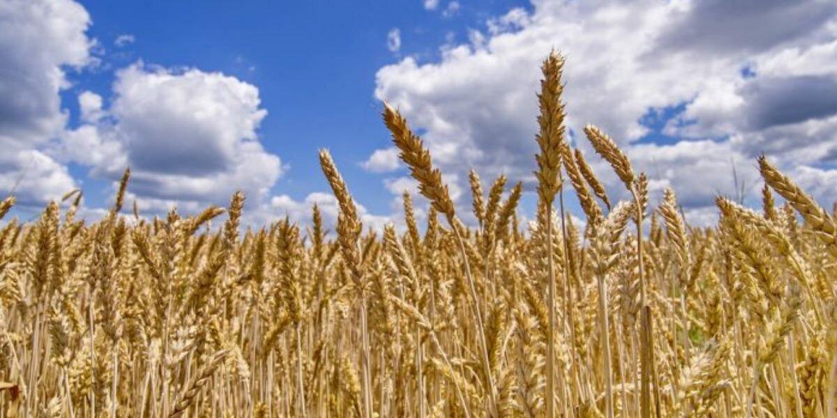 Минсельхоз рассказал про повышение экспортной пошлины на пшеницу
