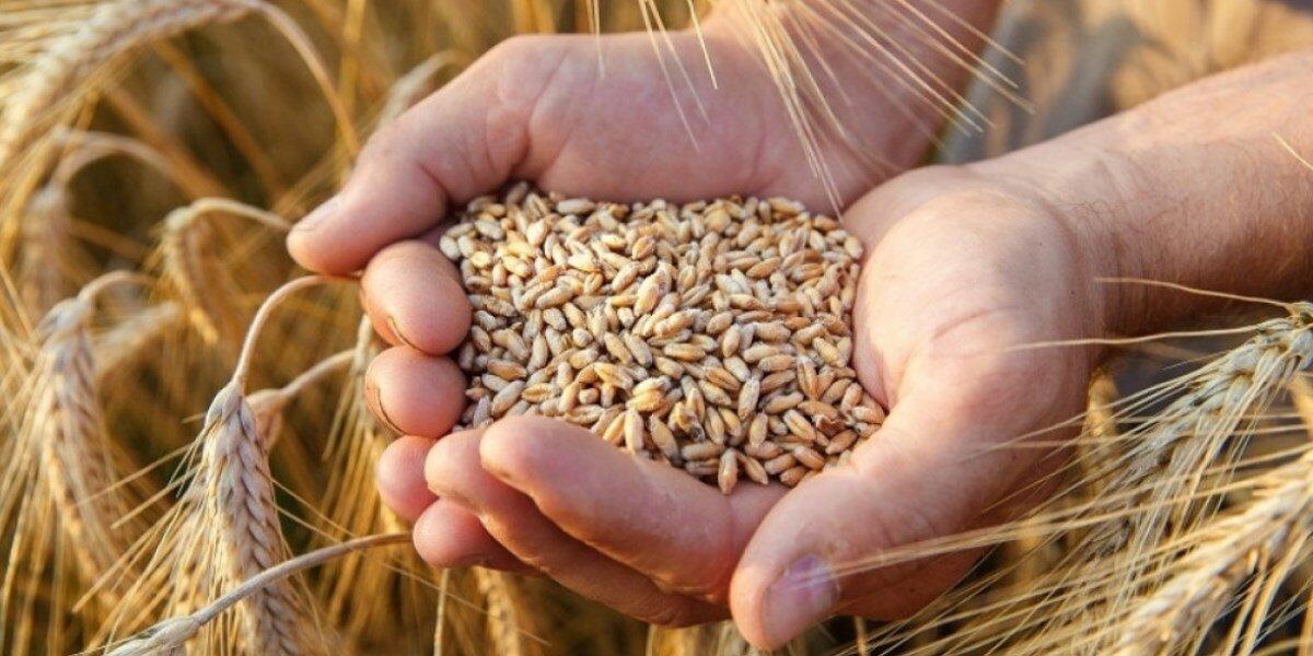 Экспортная пошлина на пшеницу из РФ повышается до 67 долларов за тонну