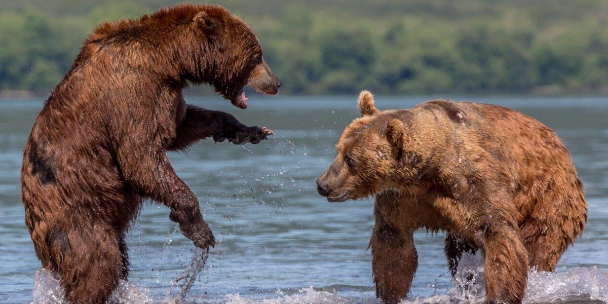 В Челябинске возбудили дело из-за отравления медведей